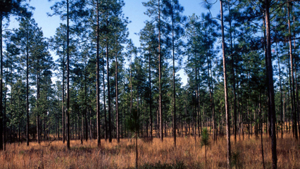 our forest grid.jpg